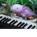 Happyaxolotls