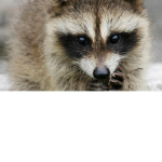 Raccoon crew :D