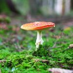 Mushroom Tribe of KLII