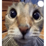 GFBPAKPWSARLTLTOF