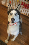 Sled dogs husky
