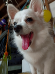 Qopie