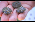 King Turtle Dinosaur