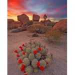 sweet.cactus