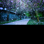  🌸 MEET AND GREET TIKTOK 🌸