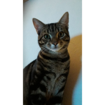 My cat Timmys Fan Club