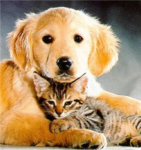 Dog and Cats Fan Club