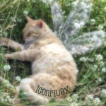 Iconiquex