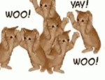 Kat kitties