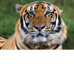 Tigger eye