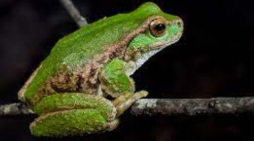 FROG.