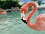 Pink Flamingos<3