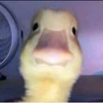 Birdi squad?