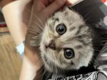Anastasia Animals