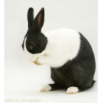 Rabbit's cult