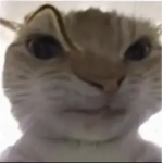 Coolcatlol