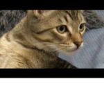 BOBCATDUCK