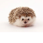 The hedgehog group123