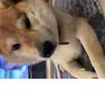 Dogs love is the Dogs
