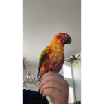 parrot dance center