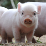 The pig fan club