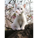 Save Animals, <3