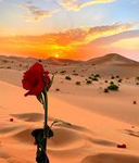 Desert-Rose