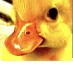 duck poop you