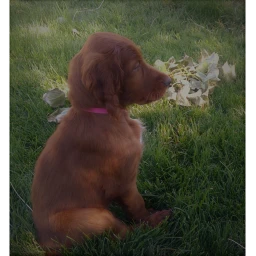 Rey icon