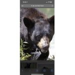 The coolest shadow bears