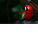 The great parrots