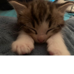 meow (khaos)