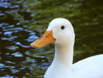 Duckie Gang Developements