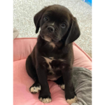 Pandora the puggle group