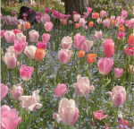 crystaltulips