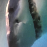 shark army raid