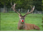 Cherry Nose Reindeers