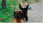 the panda armyy