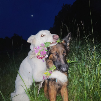 Mlem