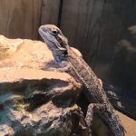 Lizards United