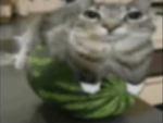 Tim_tim47