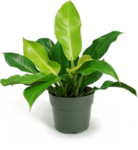 HOUSEPLANT.