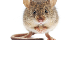 MouseStudios