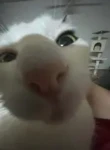 Meme Lands Group Group Thumbnail