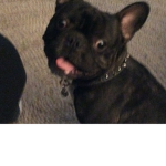 Knuckle puggle