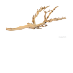 we are branch
