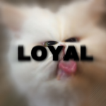 Loyal 忠
