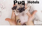 Pug Hotels!