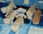 LOS GATlTOS