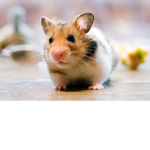 de hamster group